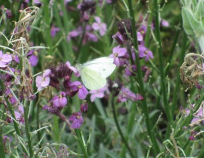 Small White Butterfly